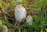 Geschubde inktzwam (coprinus comatus) 11-2011 2512